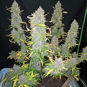 Семена конопли Auto Afghan Kush Feminised Silver - 500 шт